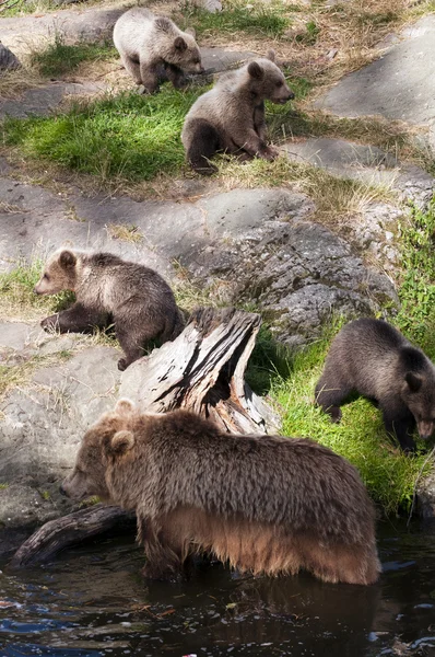 Urso castanho — Fotografia de Stock