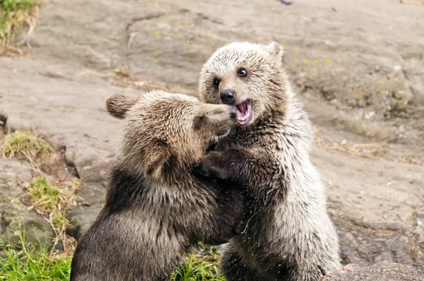 Ursos pardos jovens — Fotografia de Stock
