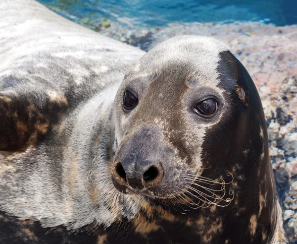 Grijze zeehond — Stockfoto