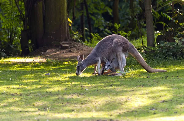 Female red Kangaroo — Stock Photo, Image