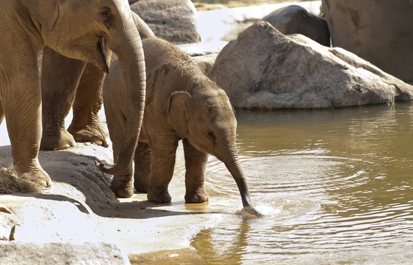 Asian elephants — Stock Photo, Image