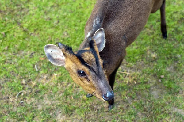 Reeves's muntjac — Stock Photo, Image