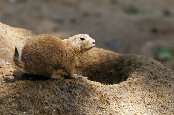 Black-tailed prairie dog — Stock Photo, Image