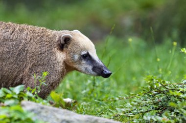Güney Amerika coati