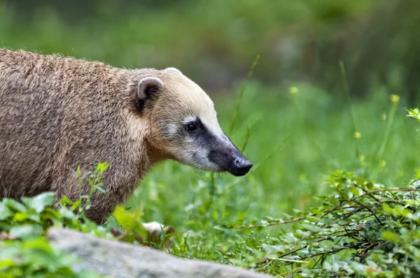 Südamerikanische Nasenbären — Stockfoto