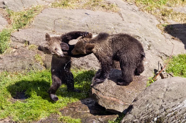 Unga brunbjörn — Stockfoto