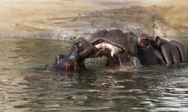 su aygırı (su aygırı amphibius) ya da su aygırı