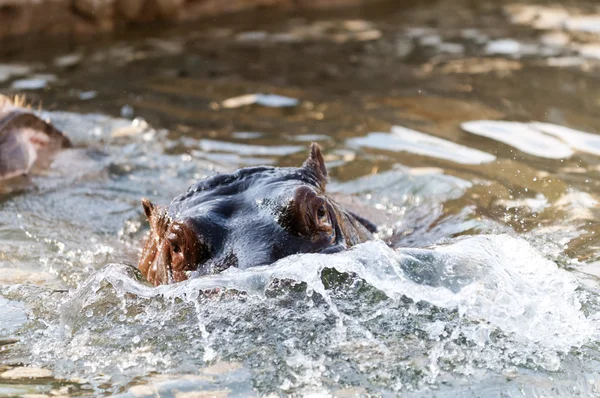 O hipopótamo (Hippopotamus amphibius), ou hipopótamo — Fotografia de Stock