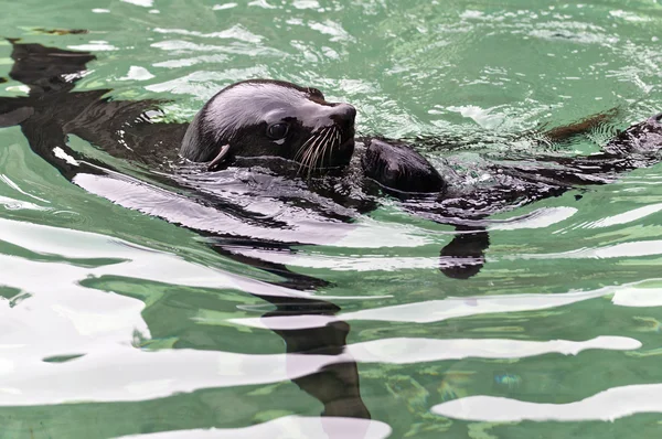 Foca de pele marrom — Fotografia de Stock