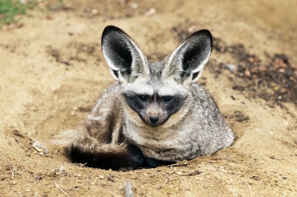 Bat-eared fox — Stok Foto
