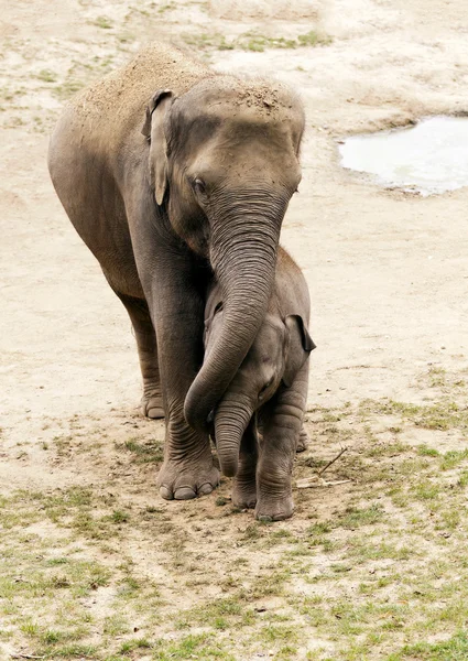 Éléphants d'Asie — Photo