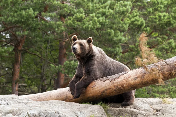 Braunbär — Stockfoto