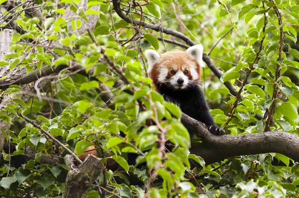 Panda czerwona — Zdjęcie stockowe