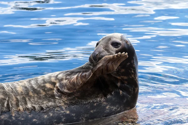 Grijze zeehond — Stockfoto