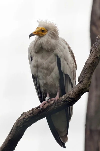 Egyptisk Vulture - Stock-foto