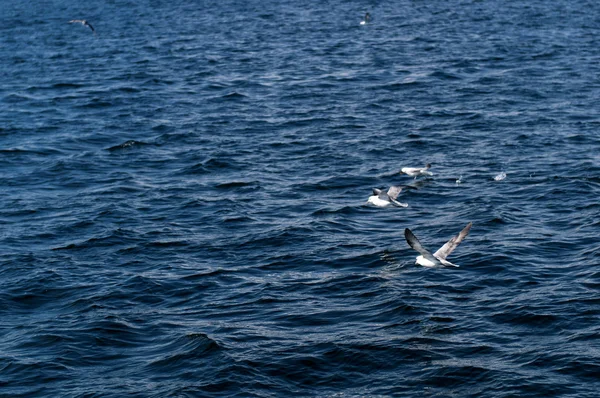 Gaviotas, gaviotas — Foto de Stock