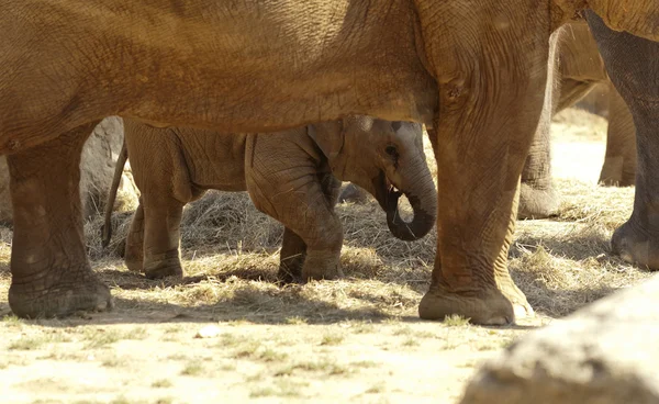 Elefante asiático — Foto de Stock