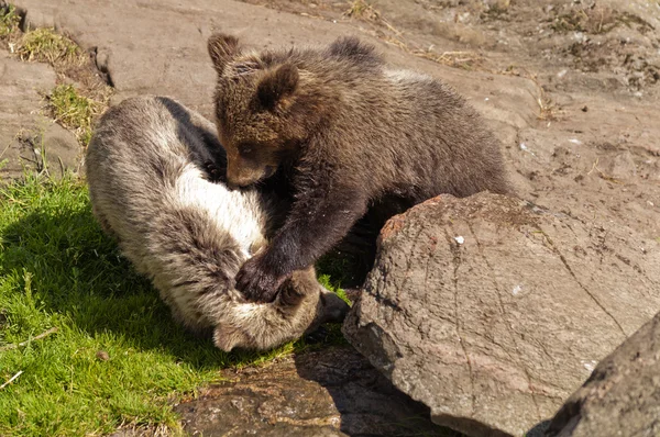 Young brown bears — Stock Photo, Image