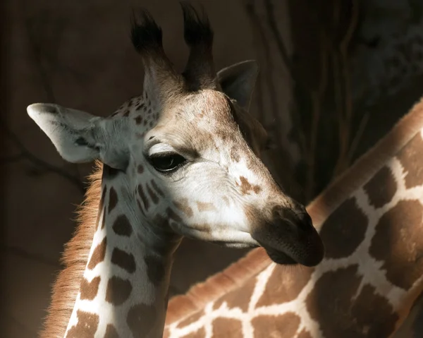 Jonge giraffe — Stockfoto