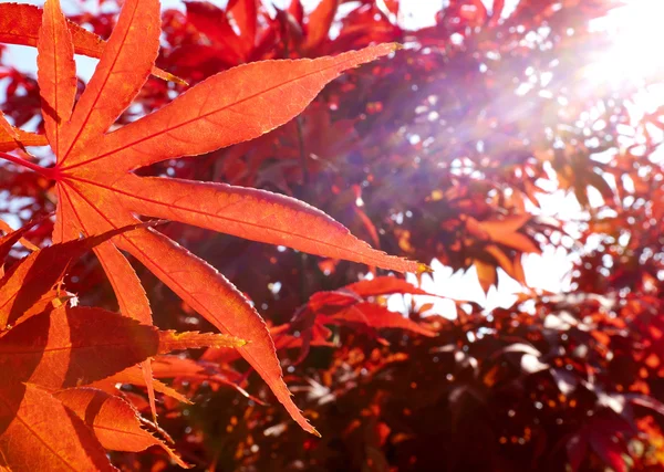 빨간 잎 — 스톡 사진