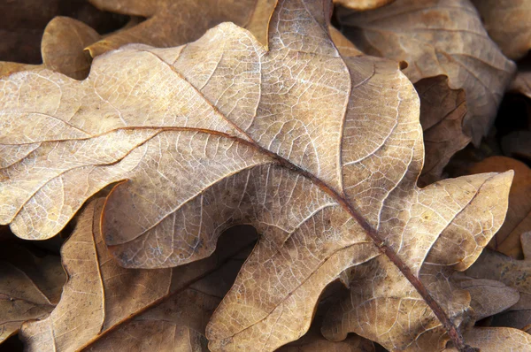 Vecchia foglia di quercia — Foto Stock