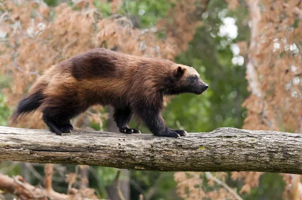 Wolverine — Stok fotoğraf