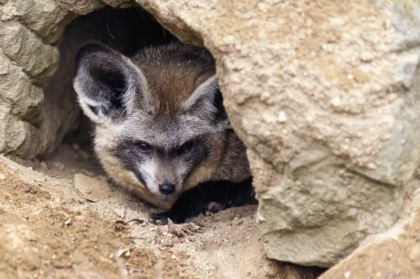 Fox uszami nietoperza — Zdjęcie stockowe