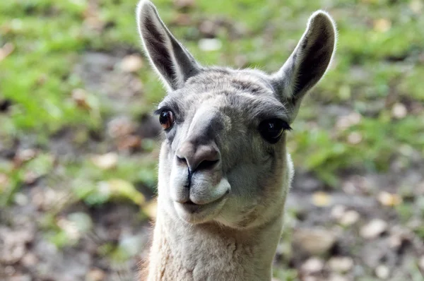 Guanaco — Foto de Stock