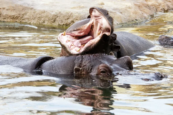 Flodhäst eller hippo — Stockfoto