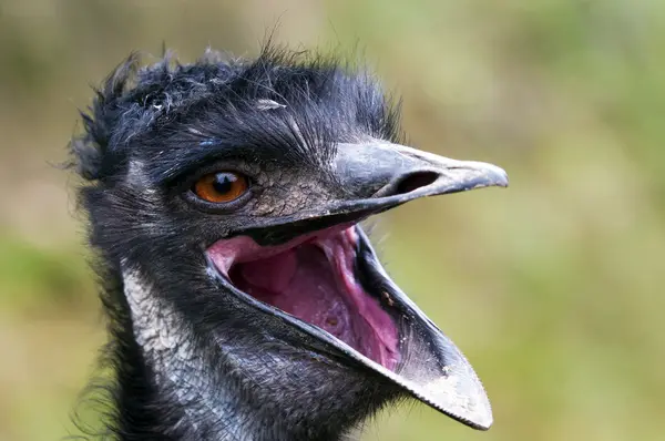 Head of emu — Stock Photo, Image