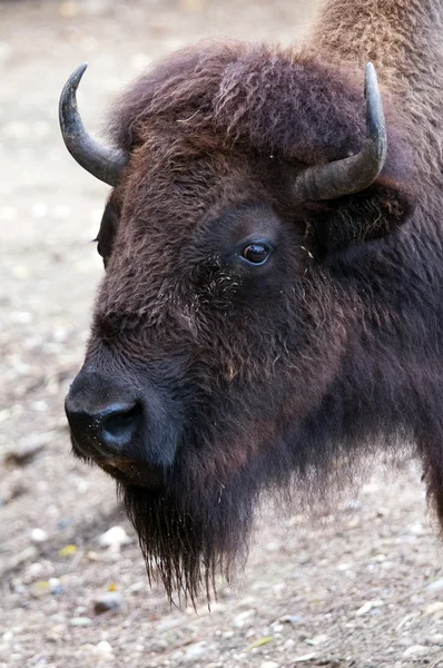 Bison... — Fotografia de Stock