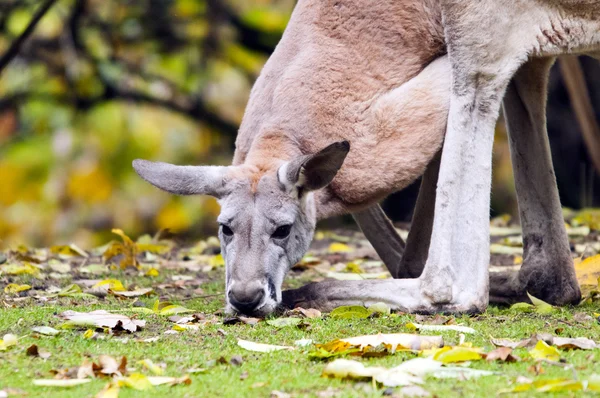 Red Kangaroo — Stock Photo, Image