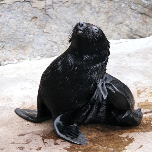 Una foca de piel marrón joven — Foto de Stock