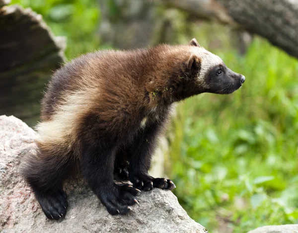 Wolverine... — Fotografia de Stock