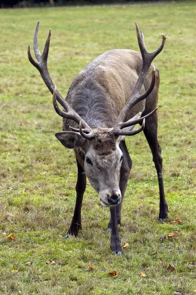 Deer — Stock Photo, Image