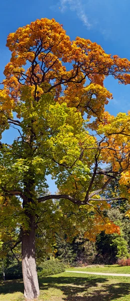 Maple δέντρο το φθινόπωρο — Φωτογραφία Αρχείου
