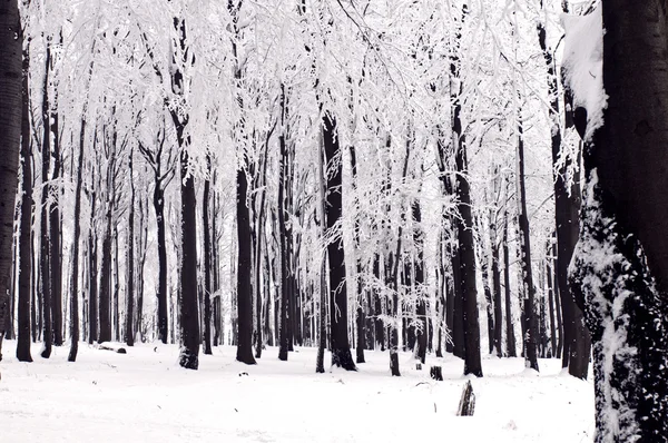 Floresta de Inverno — Fotografia de Stock