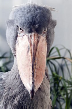 Shoebill