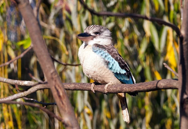 Niebieski skrzydlaty kookaburra — Zdjęcie stockowe