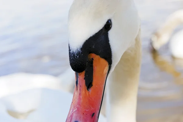 Zwaan — Stockfoto