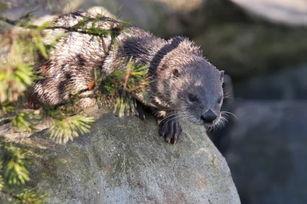 Lontra — Fotografia de Stock