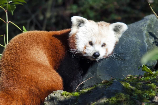 Panda czerwona — Zdjęcie stockowe