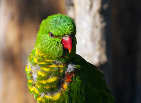 Schuppenbrustlorikeet — Stockfoto