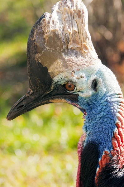 Cassowary do Sul — Fotografia de Stock