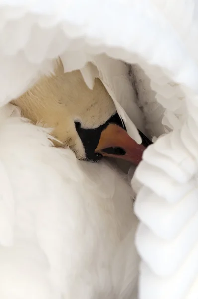 Cisne — Fotografia de Stock