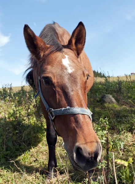 Paard — Stockfoto