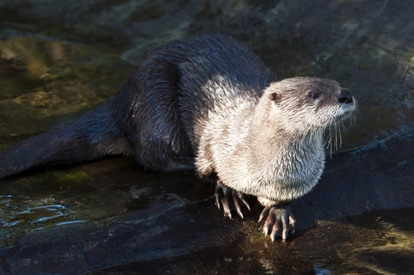 Fischotter — Stockfoto