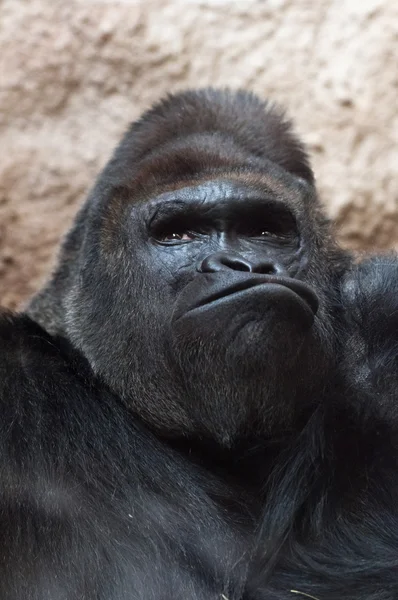 Gorilla — Stockfoto