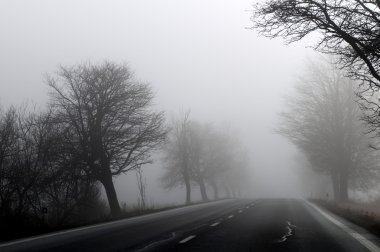 sisli sabahı sonbahar manzarası