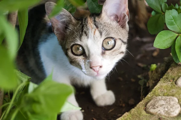 Gatinho — Fotografia de Stock